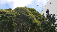 Metrosideros bartlettii