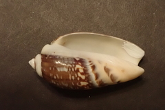 Agaronia gibbosa