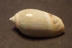 Agaronia gibbosa