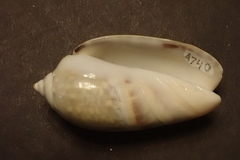 Agaronia gibbosa