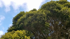 Metrosideros bartlettii