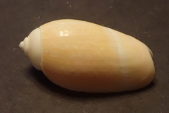 Agaronia gibbosa