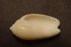 Agaronia gibbosa