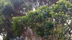 Metrosideros bartlettii