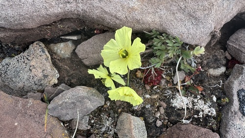 Rooted poppy (Oreomecon radicata)