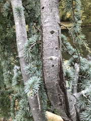Cedrus atlantica