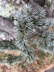 Cedrus atlantica