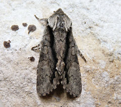 Psaphida electilis