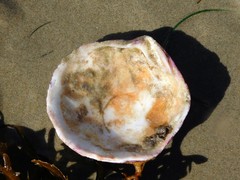 Semele decisa