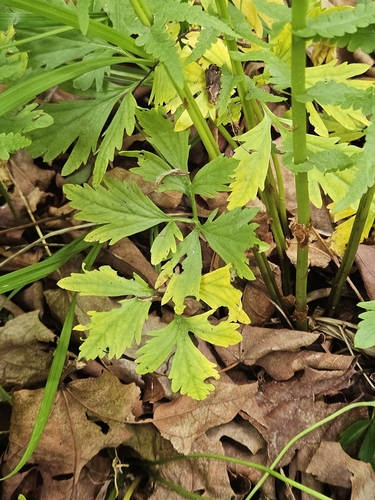 large toothwort (Cardamine maxima)