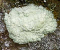 Protoparmeliopsis pinguis
