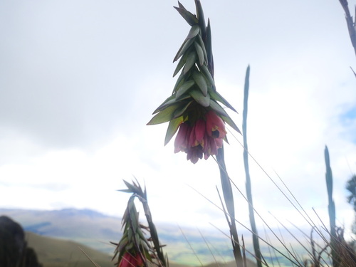Bomarea glaucescens (Bomarea glaucescens)