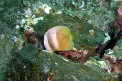 Chaetodon kleinii
