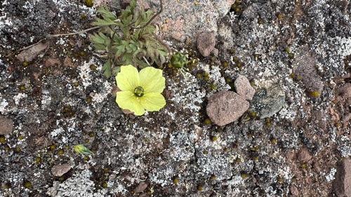 Rooted poppy (Oreomecon radicata)