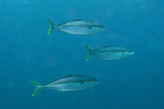 Seriola lalandi