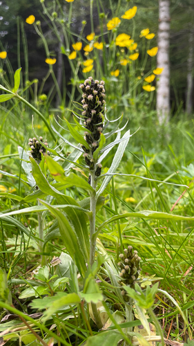 plesnivček nórsky (Omalotheca norvegica)