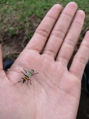 Chauliognathus nigrocinctus
