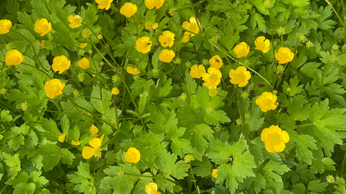 iskerník plazivý (Ranunculus repens)