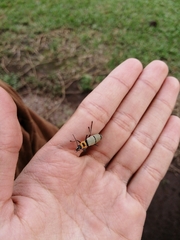 Chauliognathus nigrocinctus
