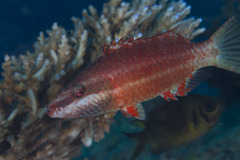 Oxycheilinus digramma