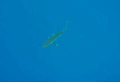Carcharhinus albimarginatus image