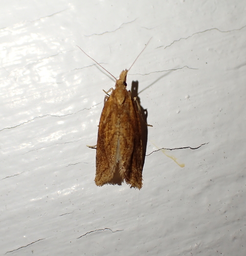 Reddish Aethes photo 4