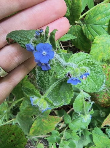 Pentaglottis sempervirens