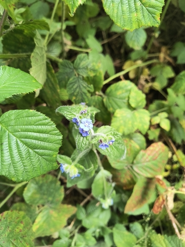 Pentaglottis sempervirens