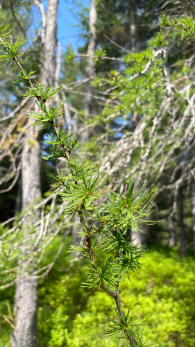 smrekovec (Larix)