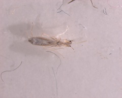 Insecta