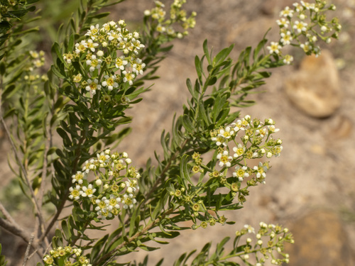Mortonia greggii, photograph 2