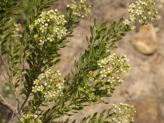 Mortonia greggii, photograph (c) Turner Brockman, some rights reserved (CC BY-SA)