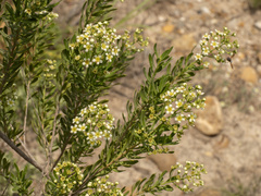 Mortonia greggii, photograph (c) Turner Brockman, some rights reserved (CC BY-SA)
