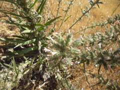 Echium glomeratum