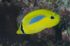 Chaetodon plebeius