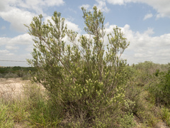 Mortonia greggii, photograph (c) Turner Brockman, some rights reserved (CC BY-SA)