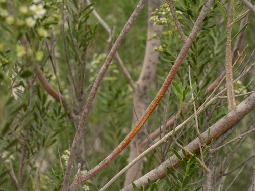 Mortonia greggii, photograph 5