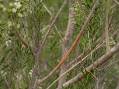 Mortonia greggii, photograph (c) Turner Brockman, some rights reserved (CC BY-SA)