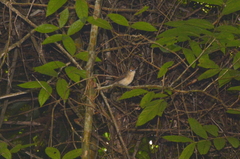 Malacopteron cinereum