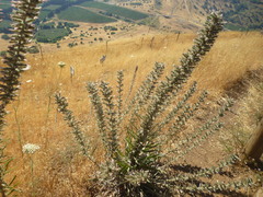 Echium glomeratum