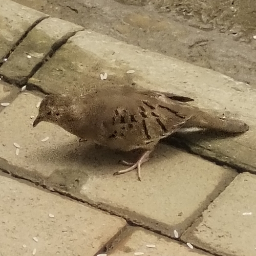 Ecuadorian Ground Dove (Columbina buckleyi), photo 8