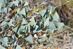Hakea flabellifolia
