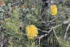 Banksia sphaerocarpa