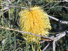 Banksia sphaerocarpa