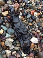 Scyliorhinus stellaris