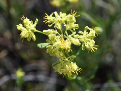 Glischrocaryon aureum