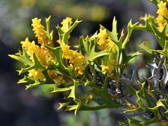 Synaphea spinulosa