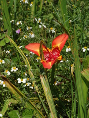 Tigridia pavonia