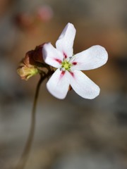 Drosera spilos