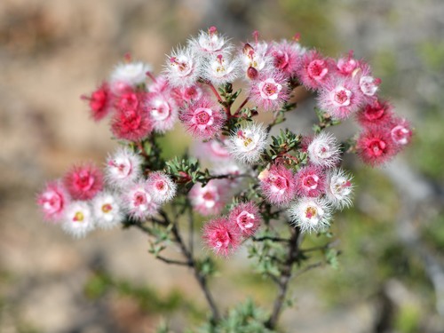 Verticordia huegelii Endl.